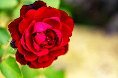 Yeşil yaprakların arasında açan kırmızı gül.