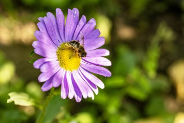 Sarı merkezli mor çiçeğin üzerinde oturan arı.