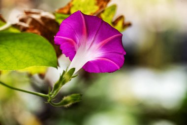 Açık havada yeşil yaprakların arasında açan canlı pembe çiçek.