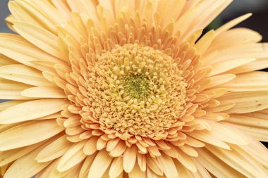 Closeup of beautiful yellow flower blooming in nature