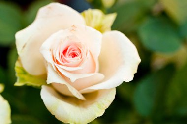 Delicate pink rose blooming among green leaves outdoors
