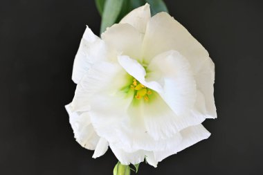 Karanlık arka planda güzel bir östoma çiçeği. Yakın plan. 