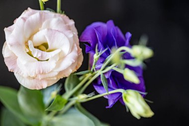 Karanlık arka planda güzel bir östoma çiçeği. Yakın plan. 