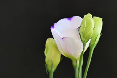 Karanlık arka planda güzel bir östoma çiçeği. Yakın plan. 