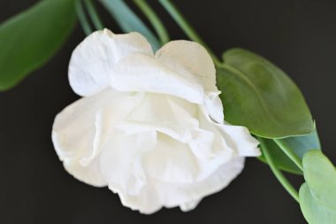 Karanlık arka planda güzel bir östoma çiçeği. Yakın plan. 