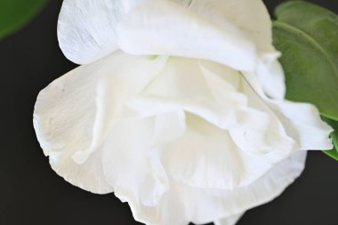 Karanlık arka planda güzel bir östoma çiçeği. Yakın plan. 