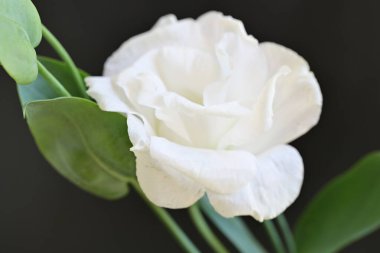 Karanlık arka planda güzel bir östoma çiçeği. Yakın plan. 