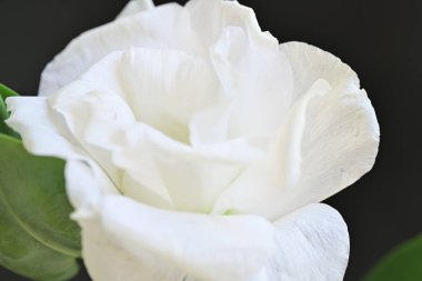 Karanlık arka planda güzel bir östoma çiçeği. Yakın plan. 