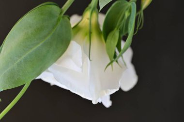 Karanlık arka planda güzel bir östoma çiçeği. Yakın plan. 