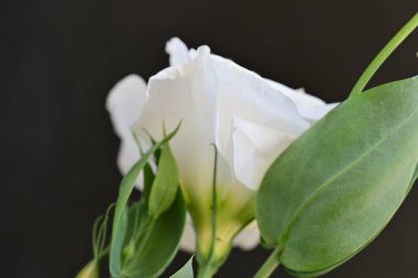 Karanlık arka planda güzel bir östoma çiçeği. Yakın plan. 