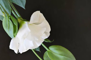 Karanlık arka planda güzel bir östoma çiçeği. Yakın plan. 