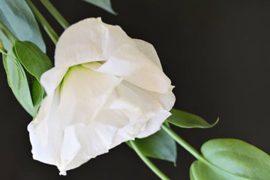 Karanlık arka planda güzel bir östoma çiçeği. Yakın plan. 