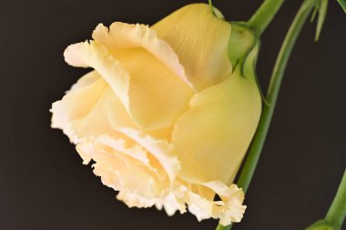 Karanlık arka planda güzel bir östoma çiçeği. Yakın plan. 