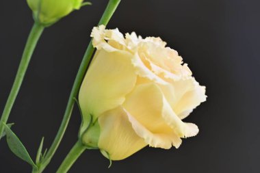 Karanlık arka planda güzel bir östoma çiçeği. Yakın plan. 