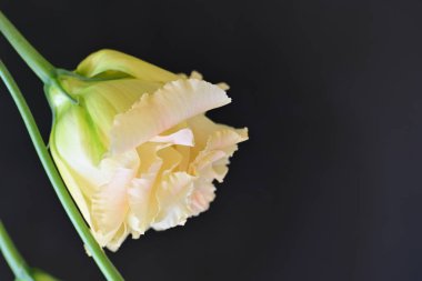 Karanlık arka planda güzel bir östoma çiçeği. Yakın plan. 