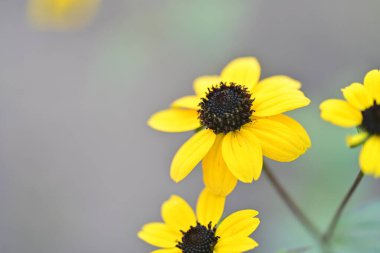 Yellow flowers blooming with dark centers in soft focus