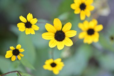 Yellow flowers blooming in garden with green leaves