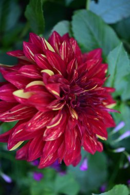 Vibrant red flower blooming among green leaves outdoors