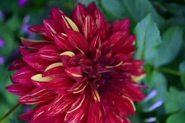 Yeşil yapraklar ve taç yaprakları arasında açan canlı kırmızı çiçek.