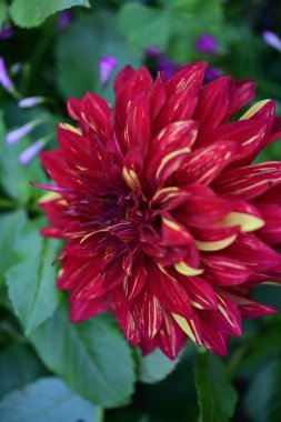 Vibrant red flower blooming among green leaves and purple petals