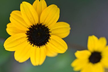 Yellow flowers blooming in garden with green background