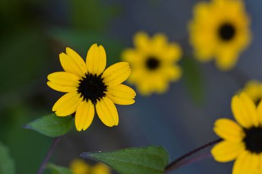 Arkaplanda yeşil yapraklarla açan sarı çiçekler