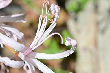 Bulanık arkaplanda pembe ve beyaz inek çiçeklerini kapat 