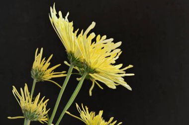 Koyu arkaplanda güzel kasımpatı çiçekleri yakın plan 