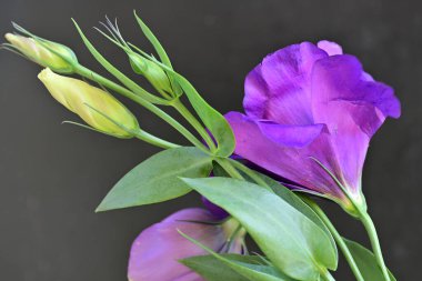Siyah arkaplanda mor Eustoma çiçeğini kapat 
