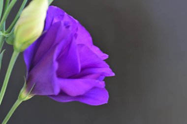Siyah arkaplanda mor Eustoma çiçeğini kapat 