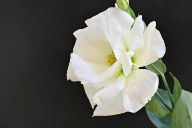 Siyah üzerine beyaz Eustoma çiçeğini kapat 