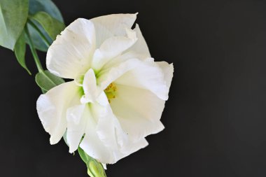 Siyah üzerine beyaz Eustoma çiçeğini kapat 