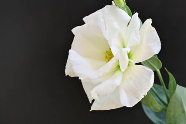 Siyah üzerine beyaz Eustoma çiçeğini kapat 