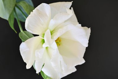 Siyah üzerine beyaz Eustoma çiçeğini kapat 