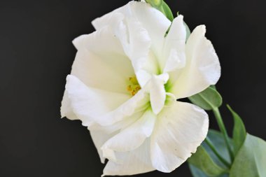 Siyah üzerine beyaz Eustoma çiçeğini kapat 