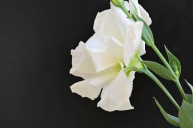 Siyah üzerine beyaz Eustoma çiçeğini kapat 