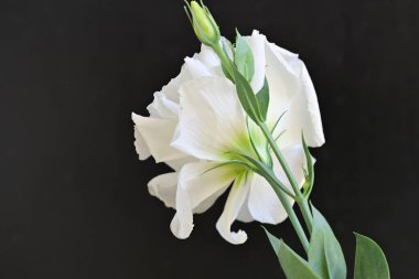 Siyah üzerine beyaz Eustoma çiçeğini kapat 