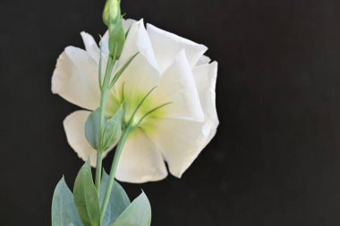 Siyah üzerine beyaz Eustoma çiçeğini kapat 