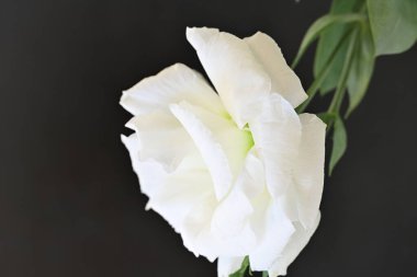 Siyah üzerine beyaz Eustoma çiçeğini kapat 