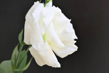 Siyah üzerine beyaz Eustoma çiçeğini kapat 