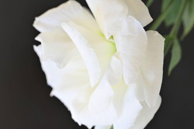 Siyah üzerine beyaz Eustoma çiçeğini kapat 