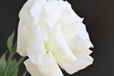 Siyah üzerine beyaz Eustoma çiçeğini kapat 