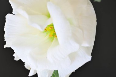 Siyah üzerine beyaz Eustoma çiçeğini kapat 