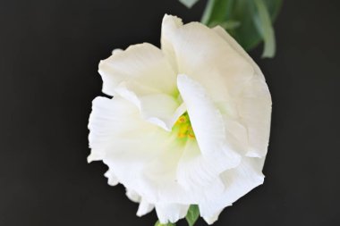 Siyah üzerine beyaz Eustoma çiçeğini kapat 