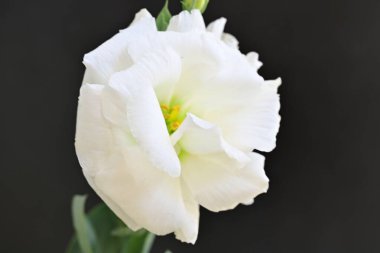 Siyah üzerine beyaz Eustoma çiçeğini kapat 