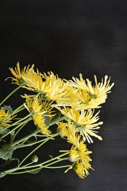 Koyu arkaplanda güzel kasımpatı çiçekleri yakın plan 