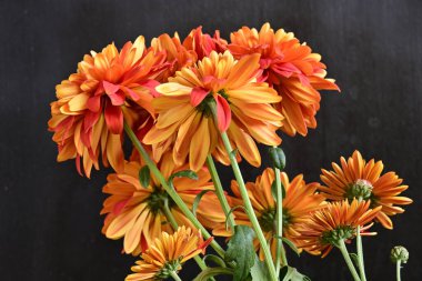 Koyu arkaplanda güzel kasımpatı çiçekleri yakın plan 