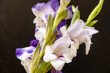 Siyah arka planda narin çiçekleri olan güzel çiçek buketini kapat.         