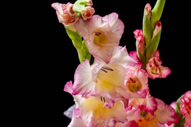 Siyah arka planda narin çiçekleri olan güzel çiçek buketini kapat.         