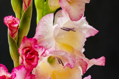 Siyah arka planda narin çiçekleri olan güzel çiçek buketini kapat.         